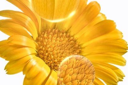 Le calendula